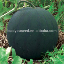 W08 Midu medium-early maturity seedless watermelon seeds, national approved variety